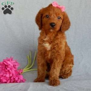 Sunny (medium), Goldendoodle Puppy